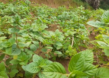 Peluang Usaha Terbuka Lebar di Pacitan Ini Dia