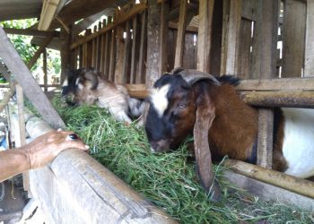 Ternak Kambing PE, Sukatno Raup Untung Jutaan Rupiah