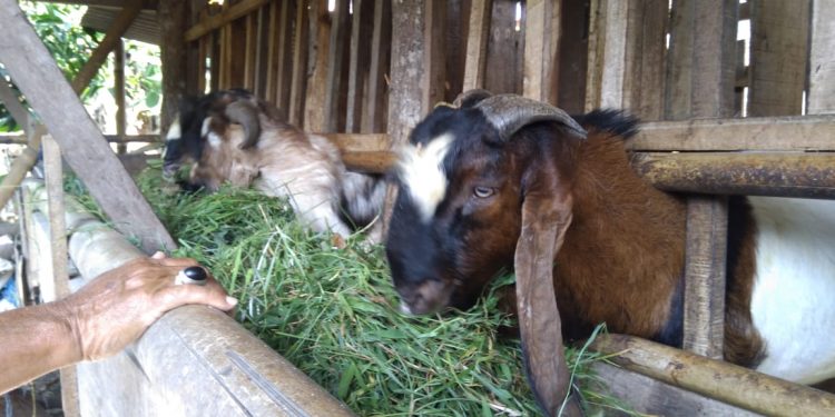 Ternak Kambing PE, Sukatno Raup Untung Jutaan Rupiah