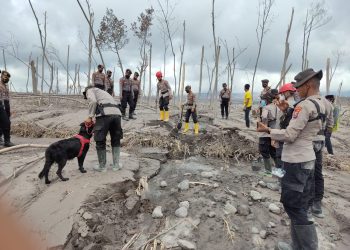 Optimalkan Pencarian Jenasah Erupsi Semeru Polri Terjunkan K-9