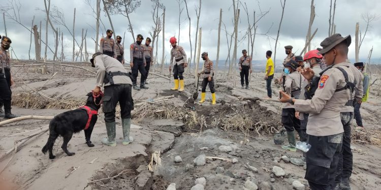 Optimalkan Pencarian Jenasah Erupsi Semeru Polri Terjunkan K-9