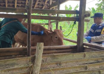 Perangi PMK Pak Bhabin dan Petugas Kesehatan Hewan Pacitan Gencar Vaksinasi Hewan