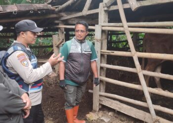 Momen Pak Bhabin Latip dan Petugas Keswan Pacitan Gerak Cepat Tangani Satu Ekor Sapi Terkena Penyakit LSD