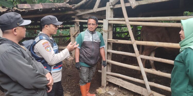 Momen Pak Bhabin Latip dan Petugas Keswan Pacitan Gerak Cepat Tangani Satu Ekor Sapi Terkena Penyakit LSD