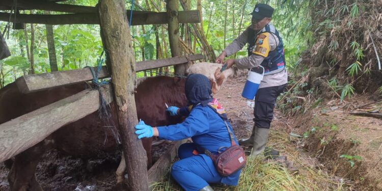 PMK Masih Menjadi Ancaman, Pak Bhabin dan DKPP Pacitan Gencar Vaksinasi