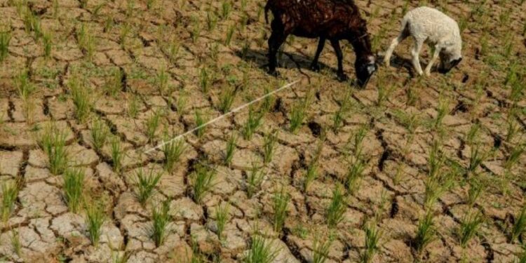 Pacitan Panas, Ini Penjelasan BMKG