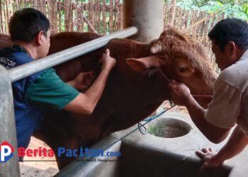 Meluas di Pacitan, Pemda Fokus pada Pengobatan dan Pencegahan