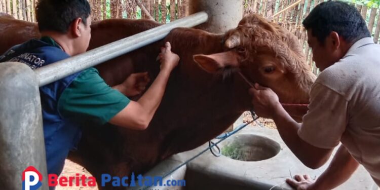 Meluas di Pacitan, Pemda Fokus pada Pengobatan dan Pencegahan