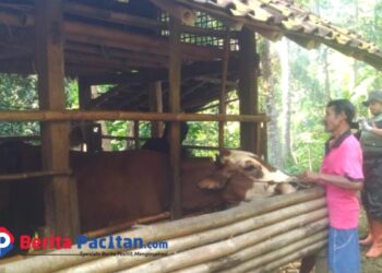 Peternak di Pacitan saat memberikan pakan sapi, didampingi petugas dari DKPP Pacitan untuk antisipasi penularan PMK, Selasa, 4 Februari 2025. (Foto: Diki Kurnia/Beritapacitan.com)