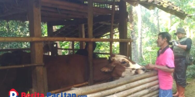 Peternak di Pacitan saat memberikan pakan sapi, didampingi petugas dari DKPP Pacitan untuk antisipasi penularan PMK, Selasa, 4 Februari 2025. (Foto: Diki Kurnia/Beritapacitan.com)