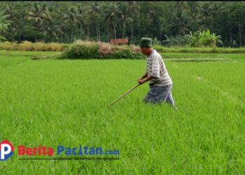 DKPP Klaim Stok Pupuk Bersubsidi di Pacitan Aman hingga Maret 2025