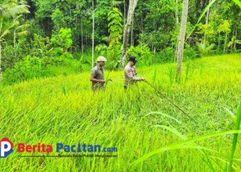 Sabtu Ceria, Polisi Penggerak Ketahanan Pangan Ala Aipda Latip Pacitan