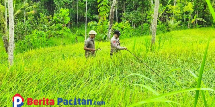 Sabtu Ceria, Polisi Penggerak Ketahanan Pangan Ala Aipda Latip Pacitan