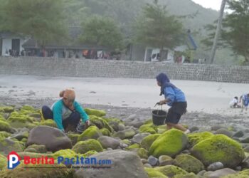 Laut Surut, Pantai Kali Uluh Pacitan Diserbu Pemburu Kerang