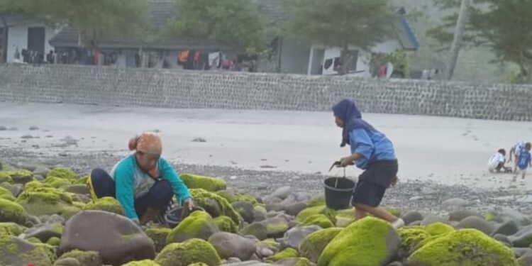 Laut Surut, Pantai Kali Uluh Pacitan Diserbu Pemburu Kerang