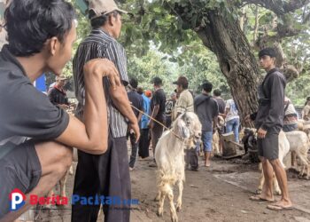 Seorang peternak tengah memamerkan kambing dagangannya di pasar hewan. Momen seperti ini menjadi bagian penting dari roda ekonomi rakyat yang masih bergantung pada sektor peternakan. (Foto: Sunardi/Beritapacitan.com)