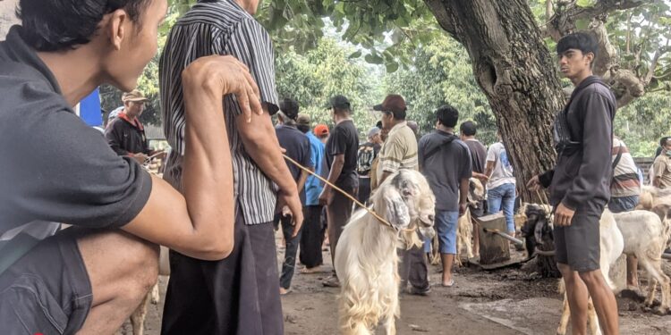Seorang peternak tengah memamerkan kambing dagangannya di pasar hewan. Momen seperti ini menjadi bagian penting dari roda ekonomi rakyat yang masih bergantung pada sektor peternakan. (Foto: Sunardi/Beritapacitan.com)