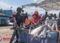 Aktivitas nelayan di Pelabuhan Tamperan, Pacitan, saat menurunkan hasil tangkapan cumi, tuna, ronang, dan cakalang yang tengah melimpah. (Foto: Sunardi/Berita Pacitan).