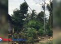 Aktivitas pemasangan jaringan listrik di lahan milik warga di Dusun Tumpak Wati, Desa Widoro, Kecamatan Donorojo, Pacitan, Selasa, 20 Januari 2026. Terlihat tiang dan trafo listrik berdiri di dekat rumah warga, sementara pohon kelapa yang ditebang dibiarkan berserakan di lokasi. (Foto: Yogi for Beritapacitan.com)