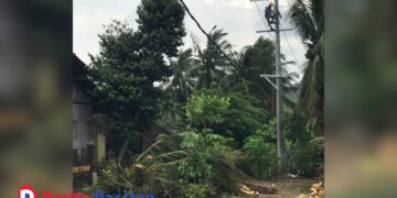 Aktivitas pemasangan jaringan listrik di lahan milik warga di Dusun Tumpak Wati, Desa Widoro, Kecamatan Donorojo, Pacitan, Selasa, 20 Januari 2026. Terlihat tiang dan trafo listrik berdiri di dekat rumah warga, sementara pohon kelapa yang ditebang dibiarkan berserakan di lokasi. (Foto: Yogi for Beritapacitan.com)