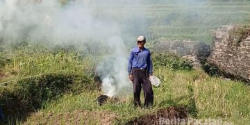 Petani di Pacitan tetap mengolah lahan di tengah ancaman musim kering, memanfaatkan sisa curah hujan dan dukungan sarana irigasi untuk menjaga produktivitas pertanian. (Foto : Sunardi / Beritapacitan.com).